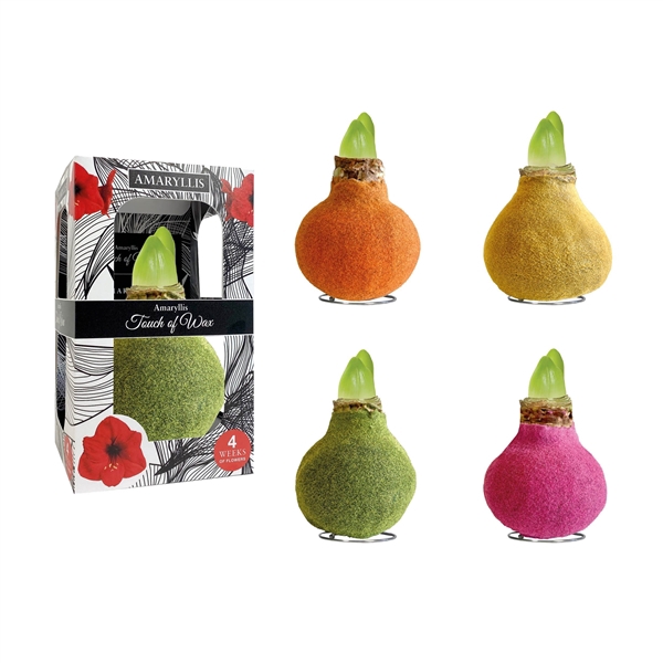 <h4>Amaryllis Touch of Wax Fashion 02 Velvet Mix 6x1, rode bloem, Plastic Giftbox, Tray236</h4>