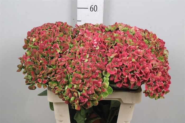 <h4>Hydr Cl M Mag Coral</h4>