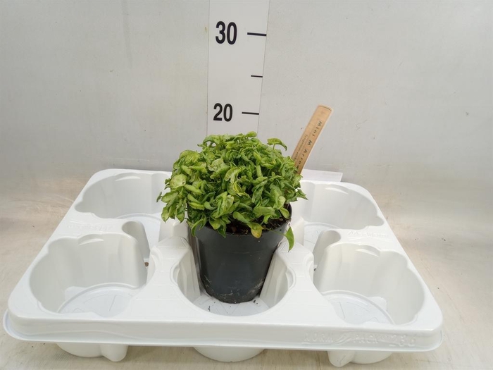 <h4>Syngonium   ...</h4>