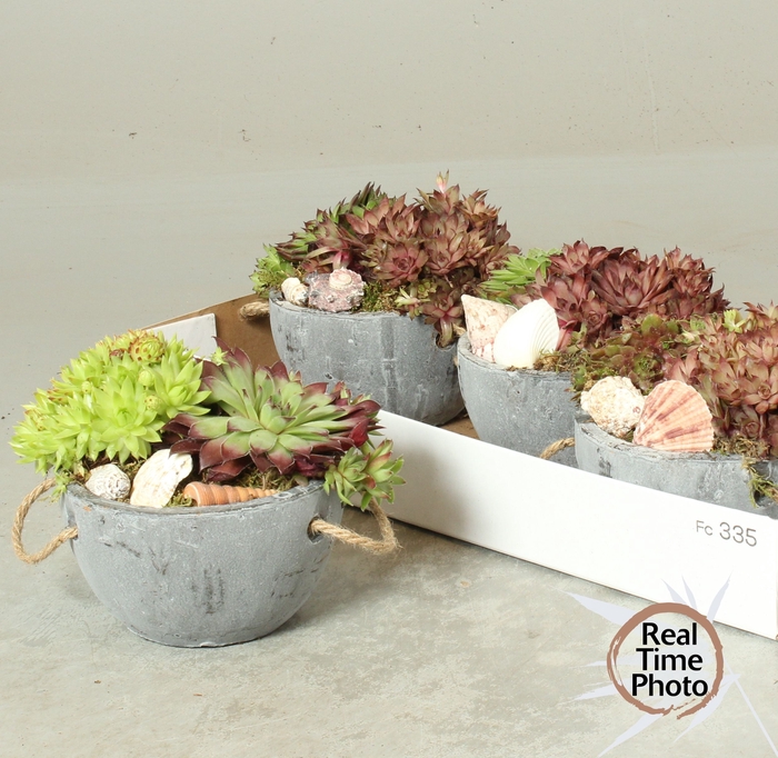 <h4>ARR SEMPERVIVUM</h4>