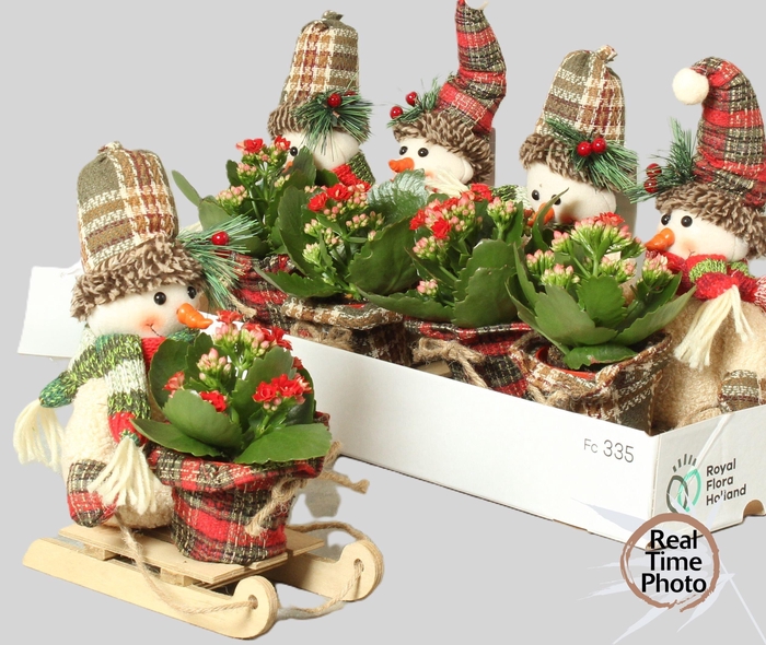 <h4>ARR KAMERPL</h4>