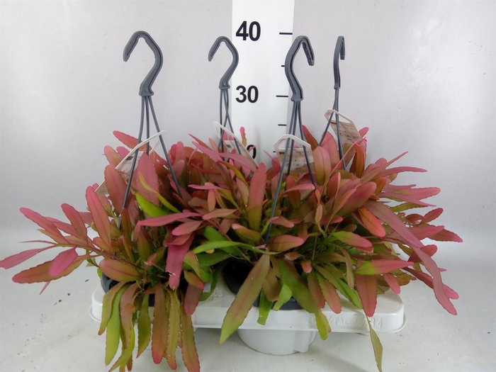 <h4>Rhipsalis   ...</h4>