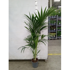 Howea forsteriana