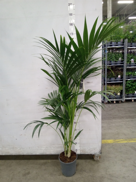 <h4>Howea forsteriana</h4>