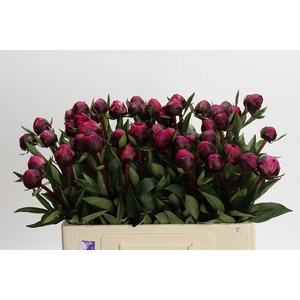 Paeonia Kansas