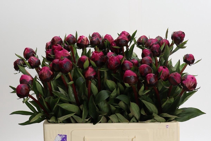 <h4>Paeonia Kansas</h4>