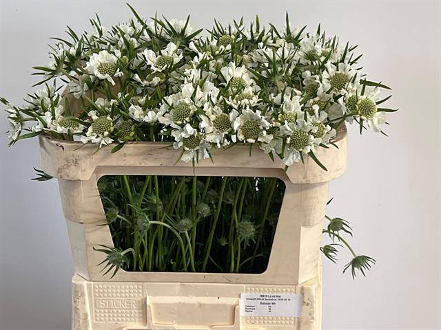 <h4>Scabiosa Caucasica IJ Niet</h4>