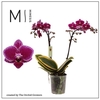 Phalaenopsis MF Hornglin Vicky 12Ø 50cm 2st 18fl