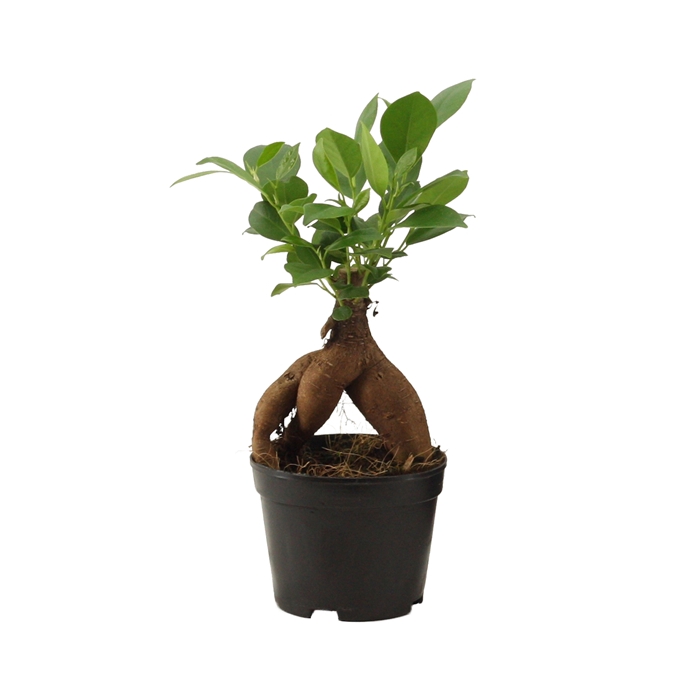<h4>Ficus Ginseng 9 cm Retusa</h4>