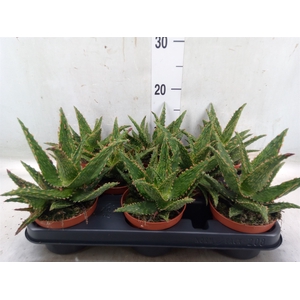 Aloe  'Safari Thiba'