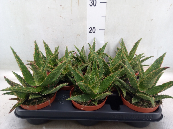 <h4>Aloe  'Safari Thiba'</h4>