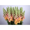 Antirrhinum Potomac Dark Orange