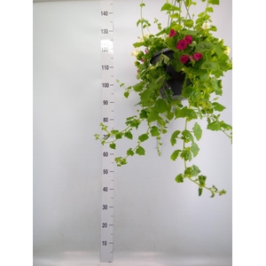 Lophospermum scandens