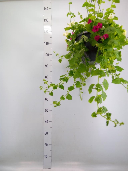 <h4>Lophospermum scandens</h4>