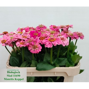 ZINNIA ELEGANS
