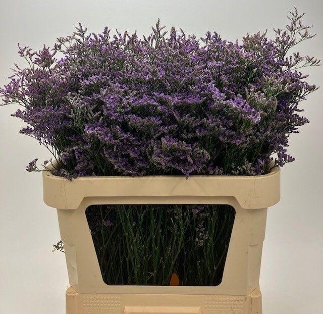 <h4>LIM SAF CLASSIC BLUE</h4>