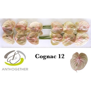 Anthurium Cognac
