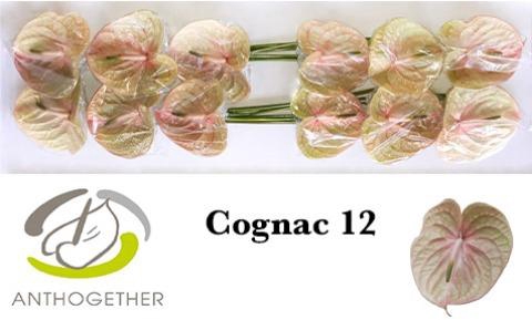 <h4>Anthurium Cognac</h4>