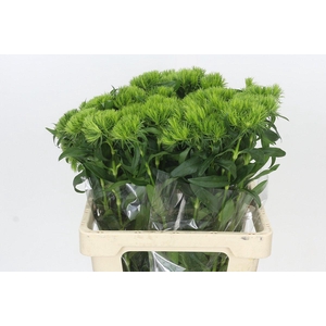 Dianthus Br Aldo Green