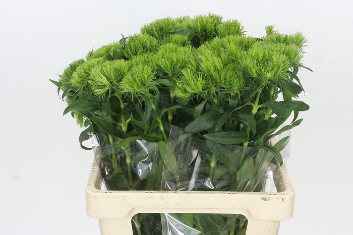 <h4>Dianthus Br Aldo Green</h4>