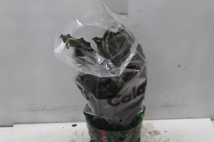 <h4>CALATHEA MEDALLION P17</h4>
