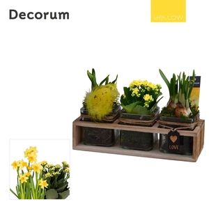 Calandiva & Narcis TriPlant HL25075 [YELLOW]