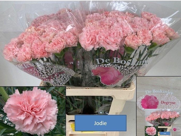 <h4>DI ST JODIE</h4>