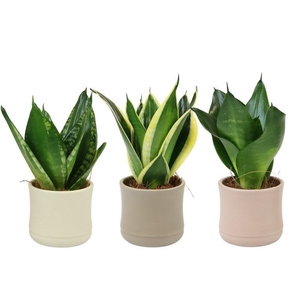 SANSEVIERIA HYBRID p6 dust