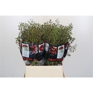 Rosa Autumn Rosefruits Green