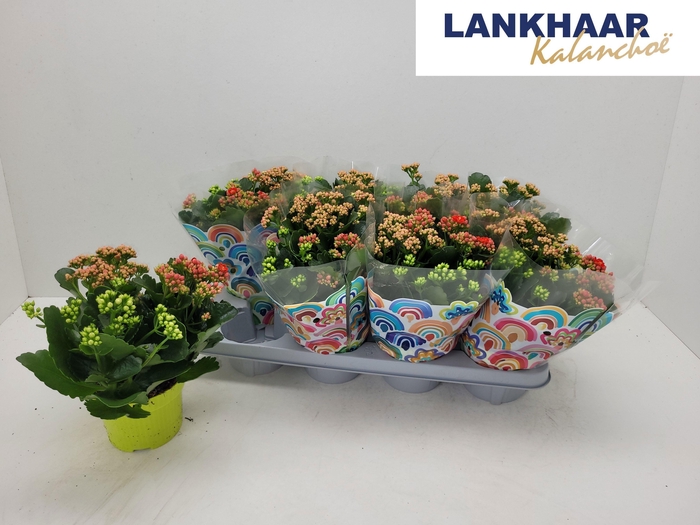 <h4>KAL GE GEM I POT</h4>