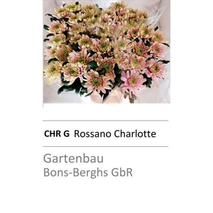 CHR G ROSS CHARLOTTE