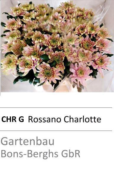 <h4>CHR G ROSS CHARLOTTE</h4>