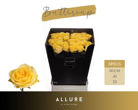 <h4>R Gr Buttercup Allure Berg</h4>