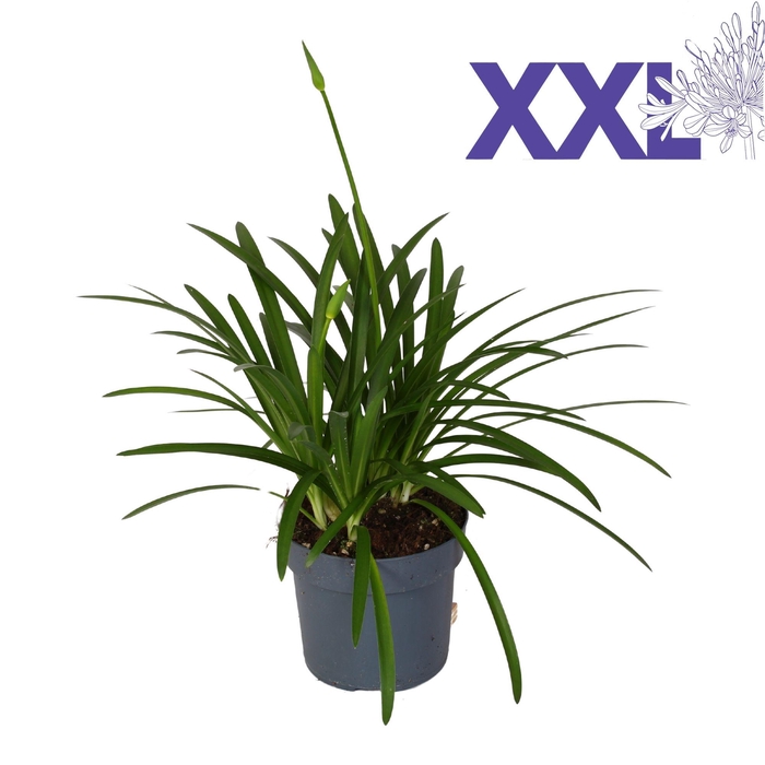 <h4>Agapanthus pot 23 wit Eydori grootbloemig knoppen boven gewas</h4>