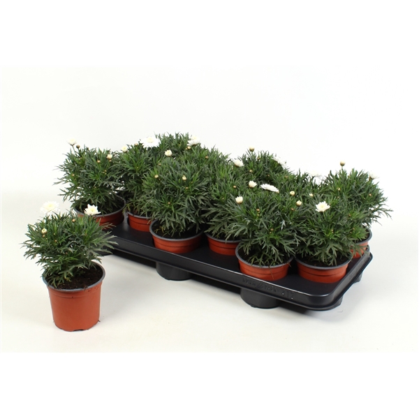 <h4>Argyranthemum white double</h4>