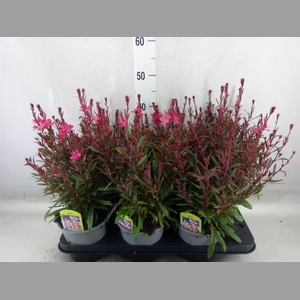 Gaura lindheimeri 'Gaudi Rose'