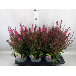 Gaura lindheimeri 'Gaudi Rose'