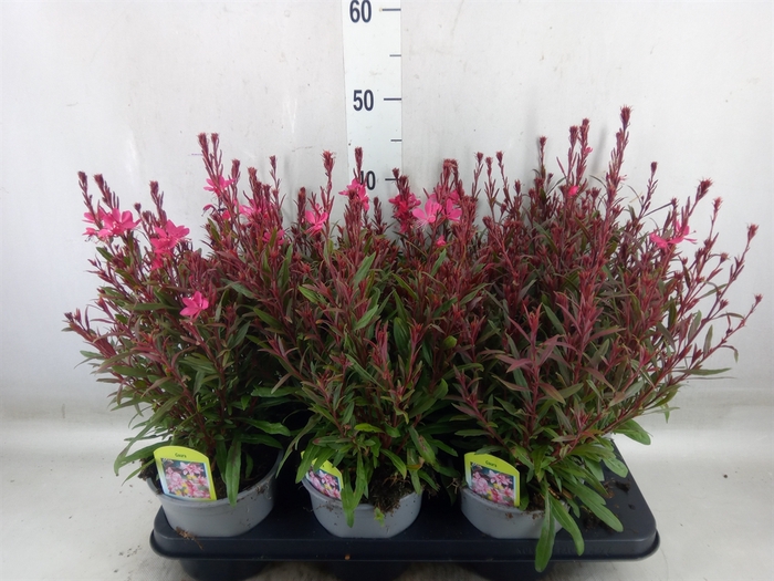 <h4>Gaura lindheimeri 'Gaudi Rose'</h4>
