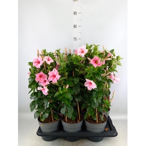 Mandevilla am. 'Sundav Flaming Pk'