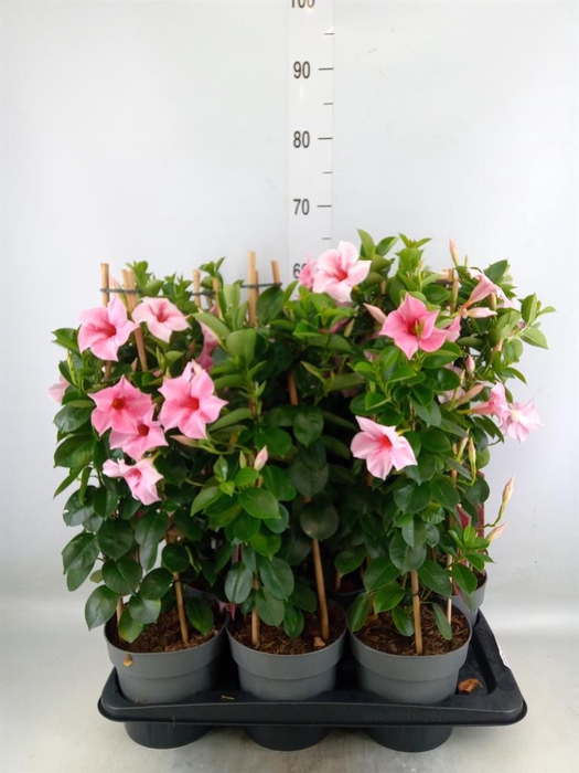 <h4>Mandevilla am. 'Sundav Flaming Pk'</h4>