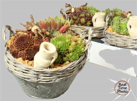 <h4>Arr Sempervivum</h4>