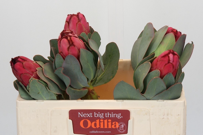 <h4>Protea Grandiceps</h4>