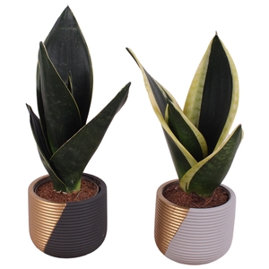 Sansevieria mix Ø09cm in Ø11cm Ceramic PL468