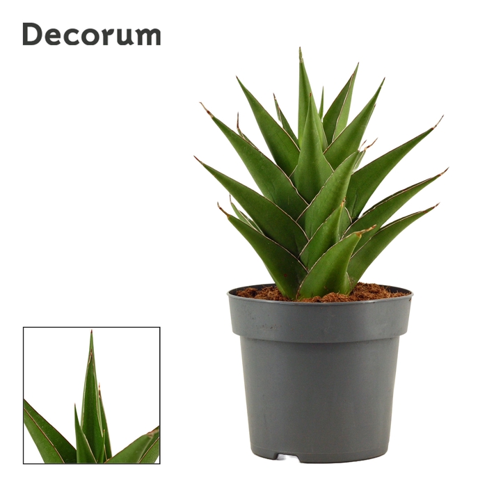 <h4>Sansevieria Temple crown 14 cm (Decorum)</h4>