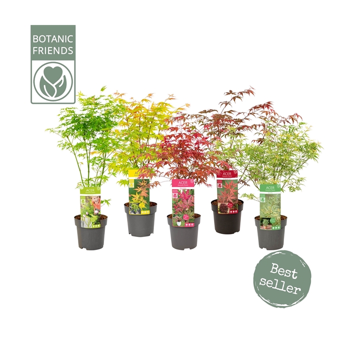 <h4>Acer palm. diverse mix</h4>