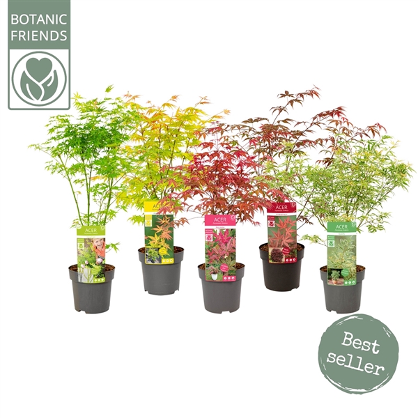 <h4>Acer palm. diverse mix</h4>