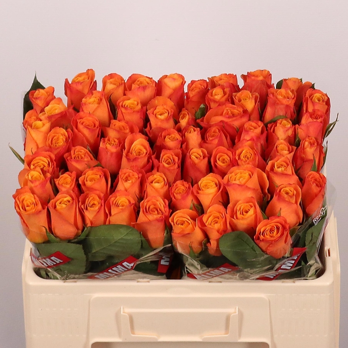 <h4>R GR CONFIDENTIAL</h4>