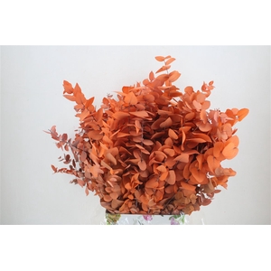 Pres Euca Stuartiana Orange Bunch