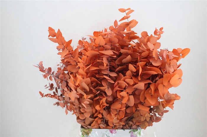 <h4>Pres Euca Stuartiana Orange Bunch</h4>