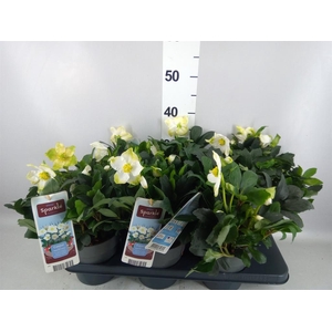 Helleborus niger
